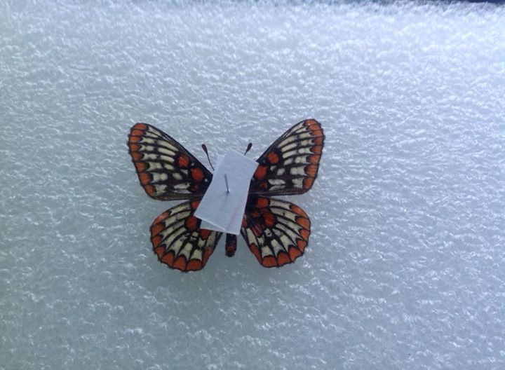 Euphydryas phaeton (vero, aberration) (Internet Image property of respective owner, non-commercial use only)